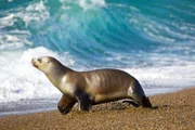 Ein wachsamer, weiblicher, südamerikanischer Seelöwe beobachtet das Meer bei Punta Norte, Peninsula Valdes.