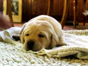 der Hund