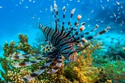 Der Feuerfisch, ein weiterer Bewohner des Korallenriffs, ist giftig.
