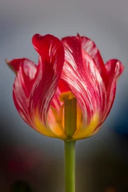 Rembrandt-Tulpe