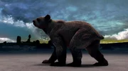 Der Kurznasenbär (Arctodus simus), der größte Vertreter der Bären überhaupt, war zur Eiszeit das größte Raubsäugetier der Erde.