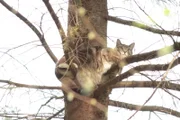 eine Katze auf dem Baum