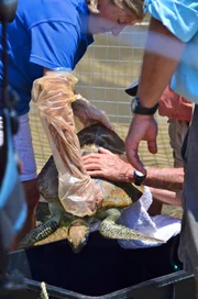 Die Python-Jäger sind in Australien dabei, als eine Meeresschildkröte zurück ins Meer gebracht wird.