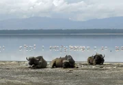 Afrikanische Büffel am Nakurusee. Nach den Breitmaulnashörnern sind sie gewichtsmäßig die Nummer zwei am Strand.