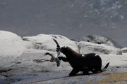 Die Kaptölpeln werden nicht selten selber Opfer von Raubtieren wie dem Südafrikanischen Seebären ...