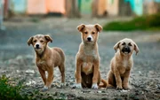 Three dogs on the street