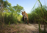 Das Bild eines Tigers in Bhutan war nur Dank einer Kamerafalle möglich.