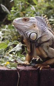 Leguan