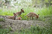 Fuchs-Babys