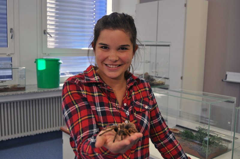 Anna Und Die Wilden Tiere Spinnen