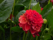 Dahlienhügel.