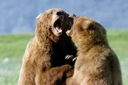 Sparrende Braunbären im Katmai-Nationalpark in Alaska