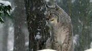 Ein Luchs auf Polarhasenjagd in den verschneiten Wäldern der Taiga