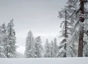 Winterwald in Graubünden