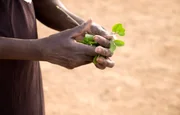 Wenn es gar nichts mehr gibt, dann essen sie die Blätter von den Bäumen. Schmeckt bitter und ist nicht wirklich nahrhaft, aber es füllt wenigstens den Magen.
