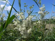 Filipendula ulmaria - Echtes Mädesüß.