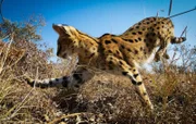 Ein Serval in der Savanne Südafrikas hat sich fantastisch an die hohe Graslandschaft angepasst. Die größte Kleinkatze Afrikas entwickelt eine erstaunliche Sprungkraft, hat überproportional lange Beine und riesige Ohren.