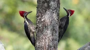Woodpeckers