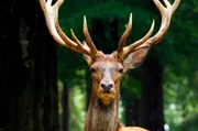 Von Natur aus wären Rothirsche eher im Offenland zuhause. Wegen uns Menschen leben sie versteckt im Wald.