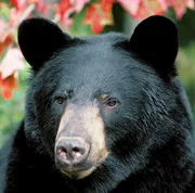 Schwarzbär