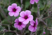 Blume, Garten