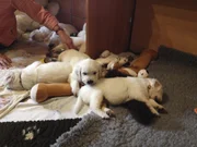 Golden Retrieverzucht; Welpen (Foto für alle Folgen)