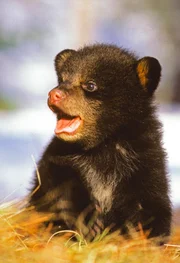 Schwarzbärjunges