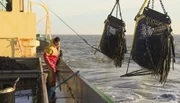 Zwei LKW Ladungen Miesmuscheln sind bestellt. Auch im Winter ist Hochsaison für die Miesmuschelfischer von Sylt.