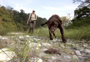 Großkatzenexpertin Claudia Wultsch und Bruiser suchen nach Tigerspuren.