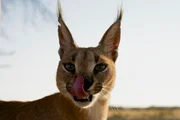 Lynx