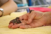 The feathertail glider triplets.