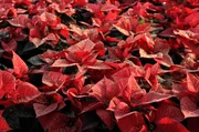 Weihnachtsstern - Euphorbia pulcherrima.