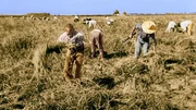 Field workers.
