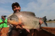 In Thailand macht sich Dr. Zeb Hogan mit Hilfe von Einheimischen auf die Suche nach der Riesenbarbe, auch Siamesischer Riesenkarpfen genannt, der bis zu 270 kg schwer werden kann ...