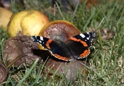 NDR Fernsehen DIE SUPERVIECHER: INSEKTEN , am Dienstag (07.12.10) um 18:15 Uhr. Der farbenprächtige Admiral ist im Herbst oft auf Fallobst zu entdecken - er saugt den reifen Fruchtsaft.