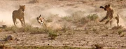 SERENGETI, TANZANIA: A cheetah coalition chases after a Thomson’s gazelle. Gazelles are better at long distance sprinting and can easily out run a cheetah. (Photo credit: © National Geographic Channels)