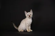 Katzen zählen zu den beliebtesten Haustieren weltweit