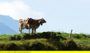 Kühe sind in den Bergen nicht nur Milchlieferanten, sondern auch Rasenmäher und Landschaftsarchitekten.