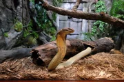 A king cobra is on exhibit.