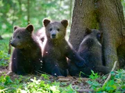 4 month old bear cub 'Pasha' and the other cubs foraging for food in the summer. Location: Orphaned Bear Rescue Centre, Bubonitsy, Russia