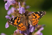 Jeder Gärtner freut sich über Schmetterlinge, kaum einer allerdings über Brennnesseln oder Disteln. Barbara Krasemann denkt anders. Bewusst lässt die Gärtnerin an einigen Stellen im Garten Brennnesseln, Giersch und Disteln wachsen, sichert so den nächsten Generationen von Tagfaltern das Überleben.