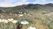 Blumenwiese nahe der Baumgrenze