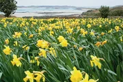 Die Isles of Scilly vor der Küste Cornwalls sind berühmt für ihre Blumen. Begünstigt durch den warmen Golfstrom wachsen hier Millionen Narzissen von September bis April.
