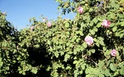 Die Rosen im Oman blühen von April bis Mai. Trotz extremer Trockenheit bringen die Gebirgsbauern jedes Jahr Tausende Büsche zum Blühen.