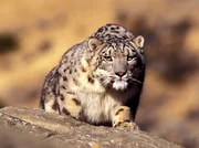 PHOENIX PLANET ERDE TEIL 2, "Bergwelten", am Sonntag (20.06.10) um 21:00 Uhr.
Ein Schneeleopard in den Bergen Pakistans. Den Teams um Alastair Fothergill gelangen einzigartige Bilder dieser Katze bei der der Jagd auf Schraubenziegen.
