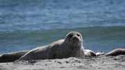 Wilden Kegelrobben ganz nah: Nirgendwo in Europa lassen sie sich so unkompliziert in ihrer natürlichen Umgebung beobachten wie vor Helgoland. Weitere Fotos auf Anfrage.