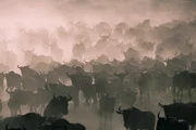 Die Unmengen an Gnus, die sich der großen Wanderung anschließen lassen einem den Atem stocken ...