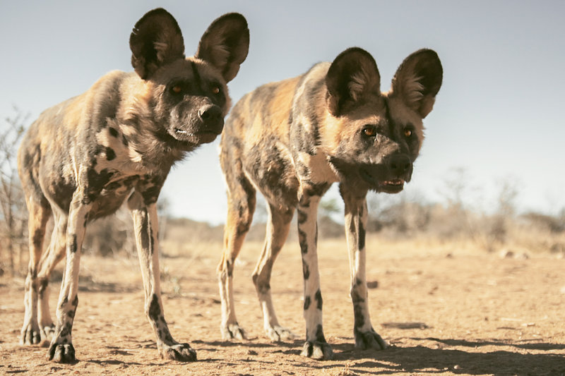 Hunde Eine faszinierende Tierfamilie Bilder TV Wunschliste