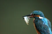 Eisvogel