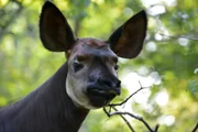 Okapi Bashira im Zoo Berlin bekommt einen neuen Partner.